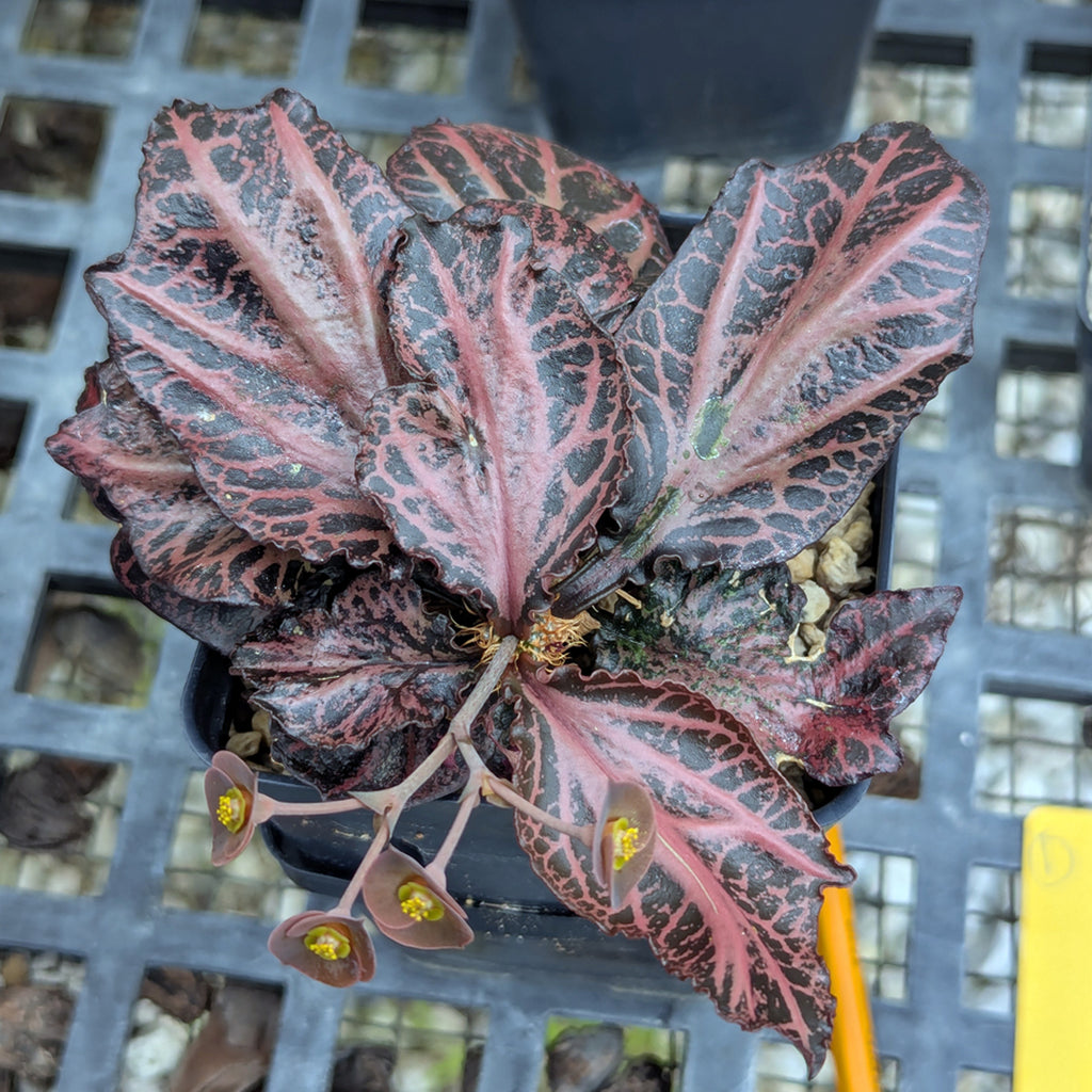 Euphorbia francoisii #1