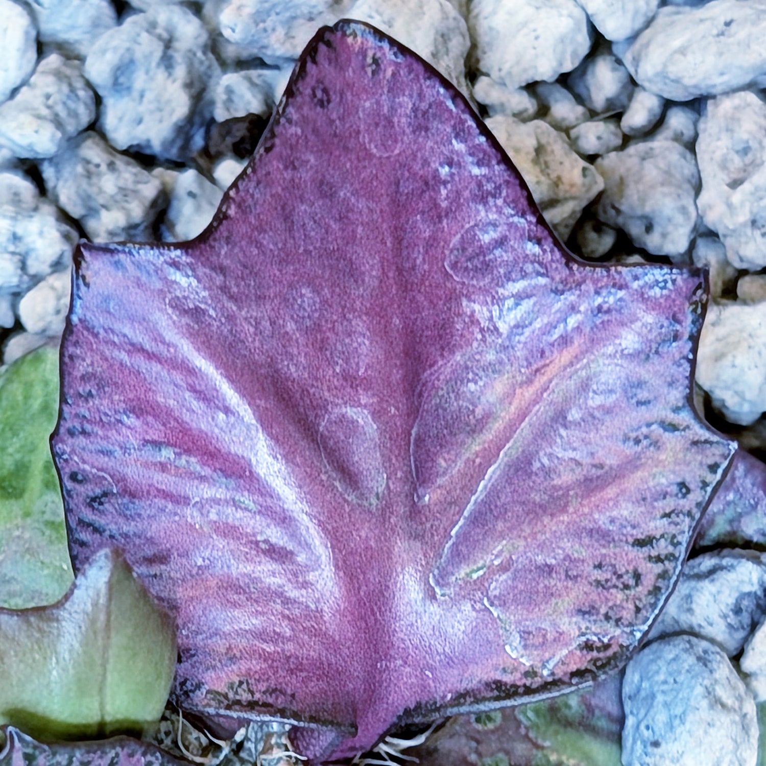 Euphorbia francoisii #1