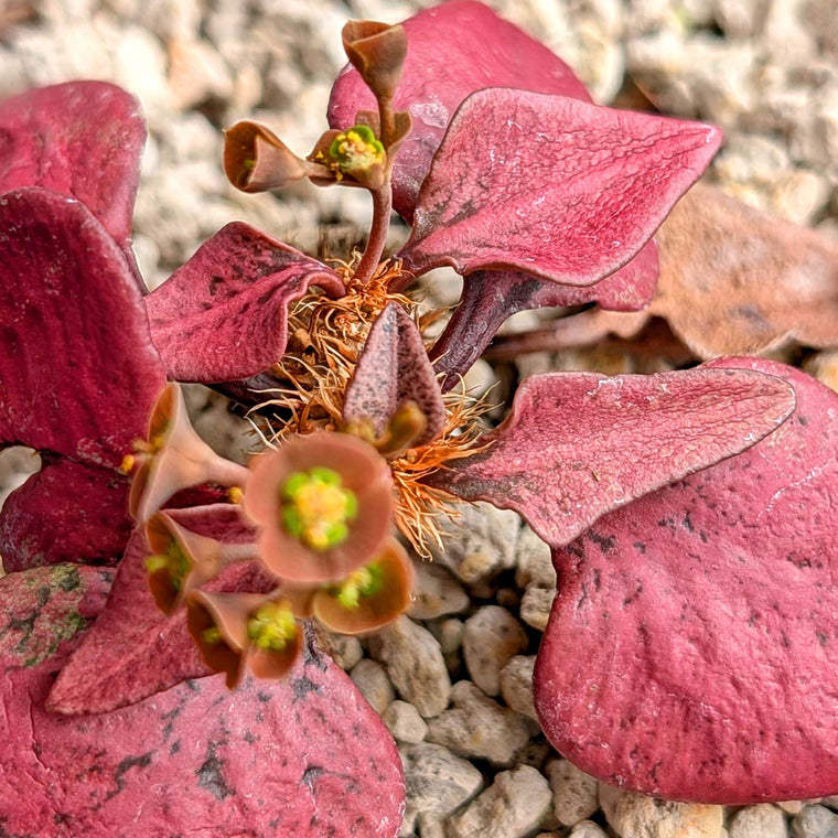 Euphorbia francoisii #1 very red leaf