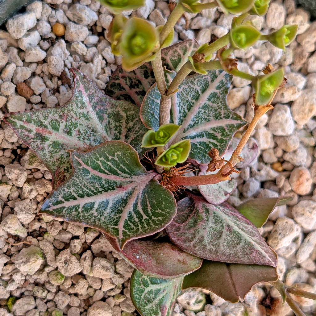 Euphorbia francoisii #1