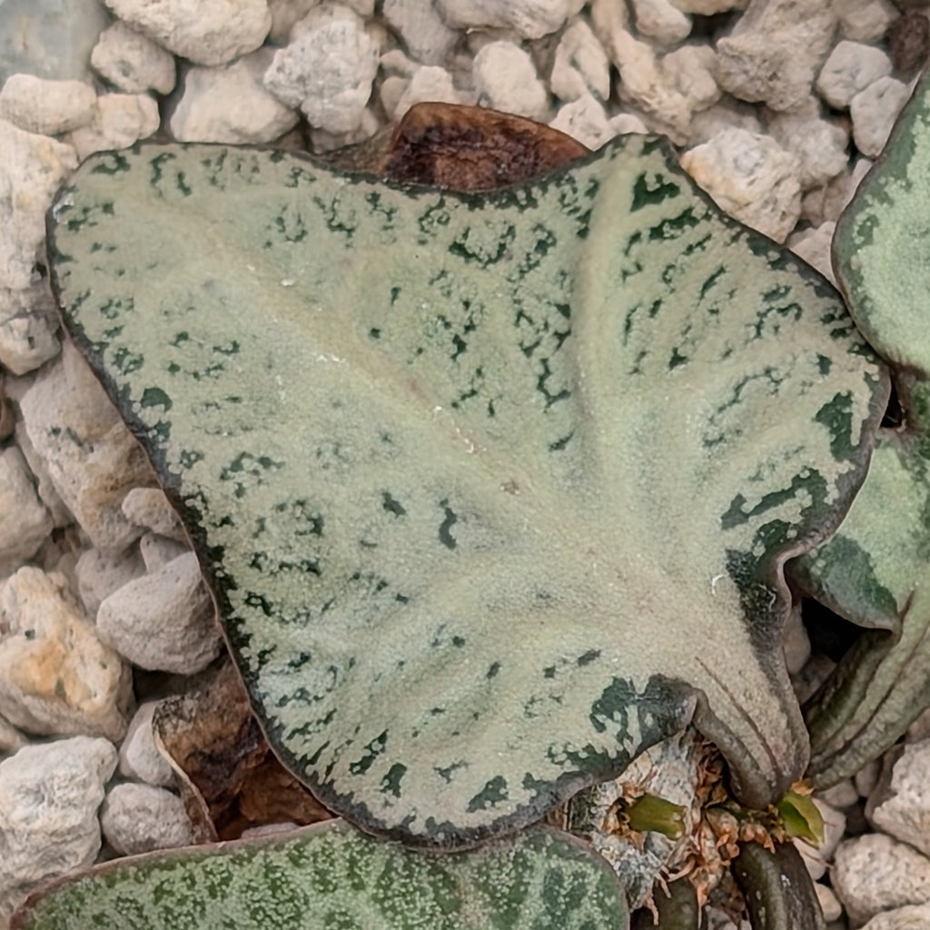 Euphorbia francoisii #1