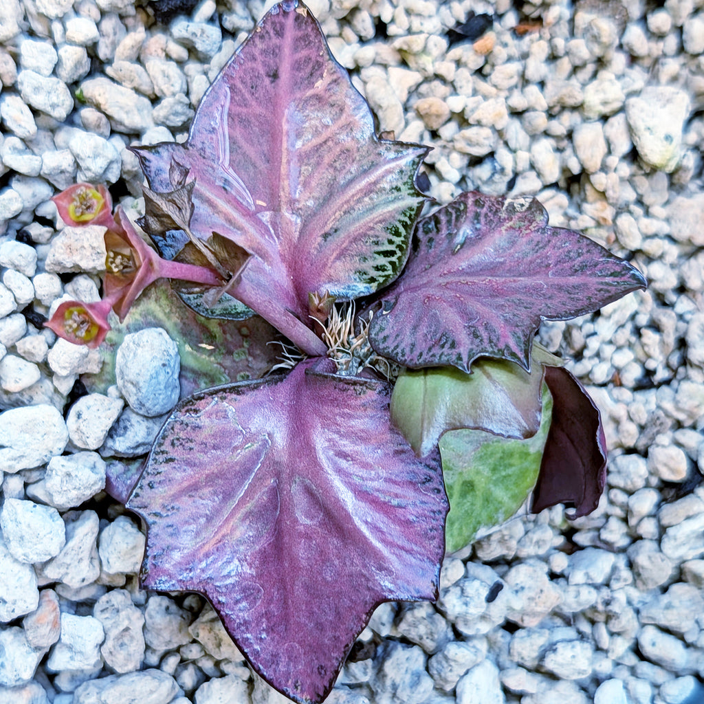 Euphorbia francoisii #1