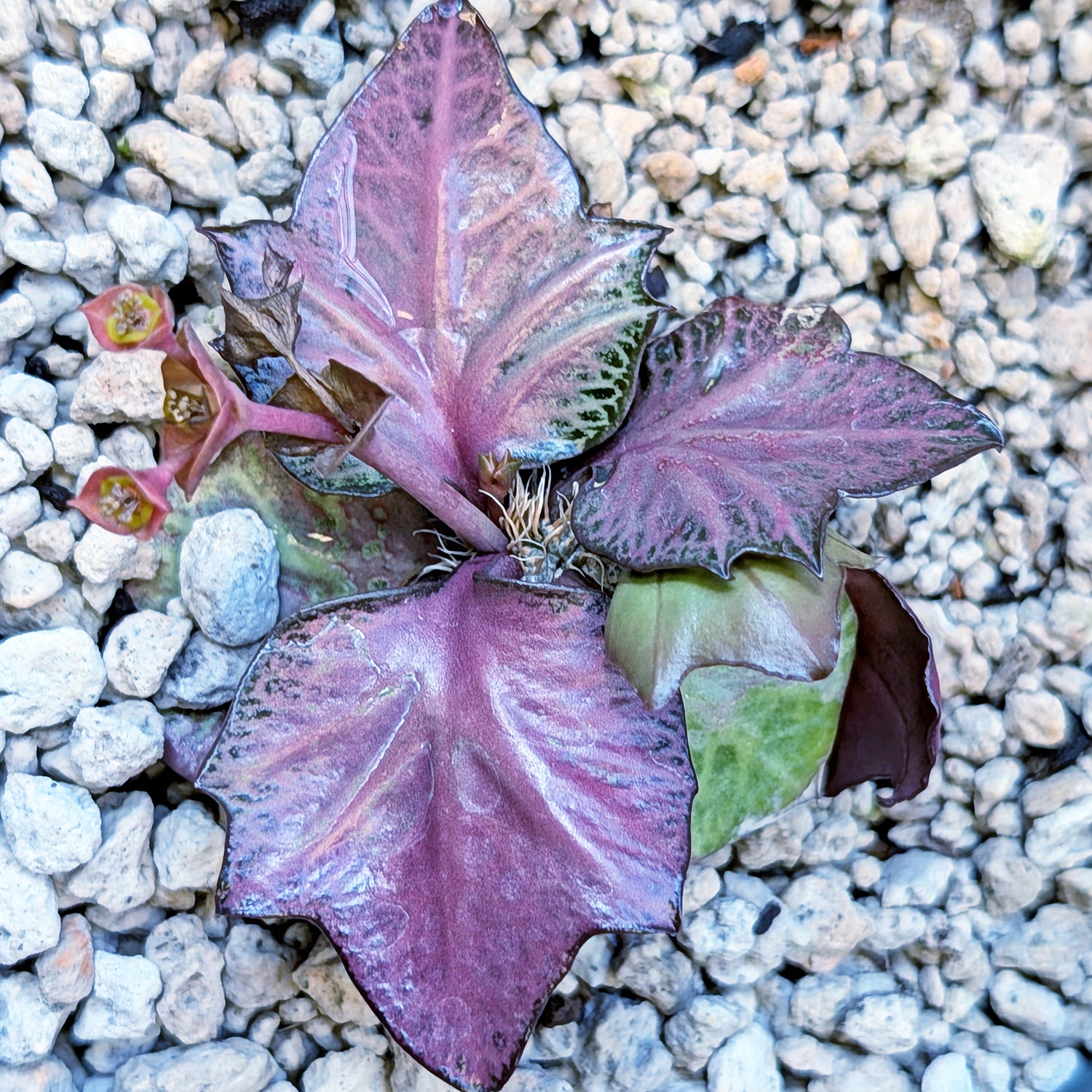 Euphorbia francoisii #1