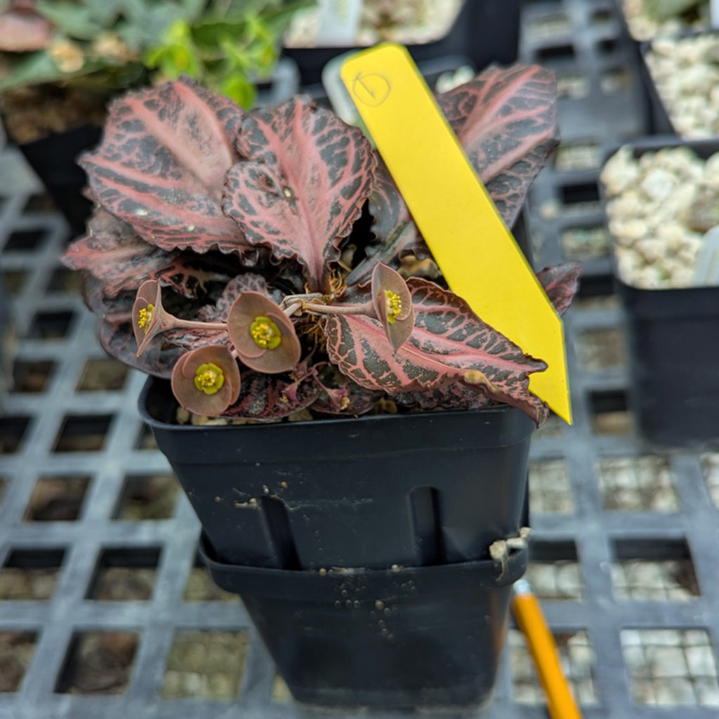 Euphorbia francoisii #1