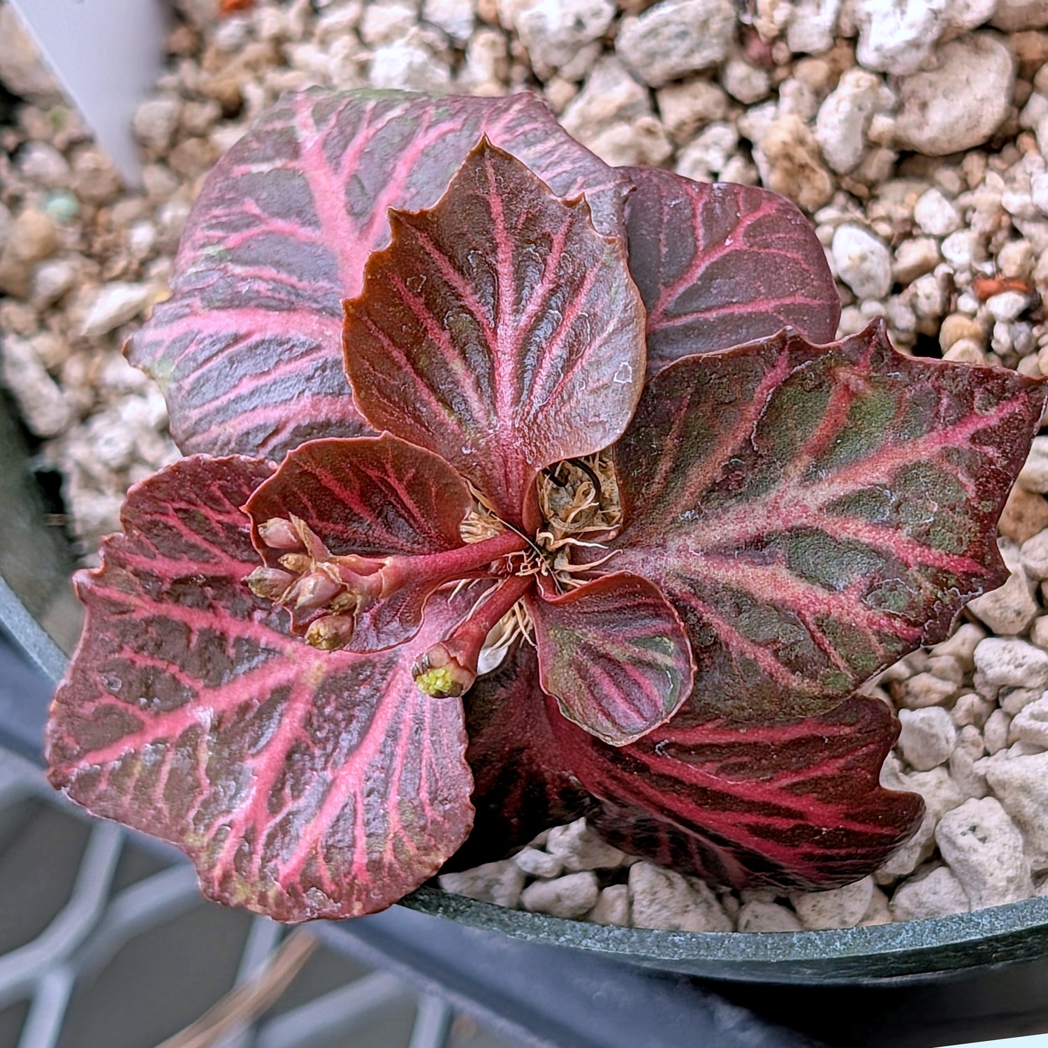 Euphorbia francoisii #1