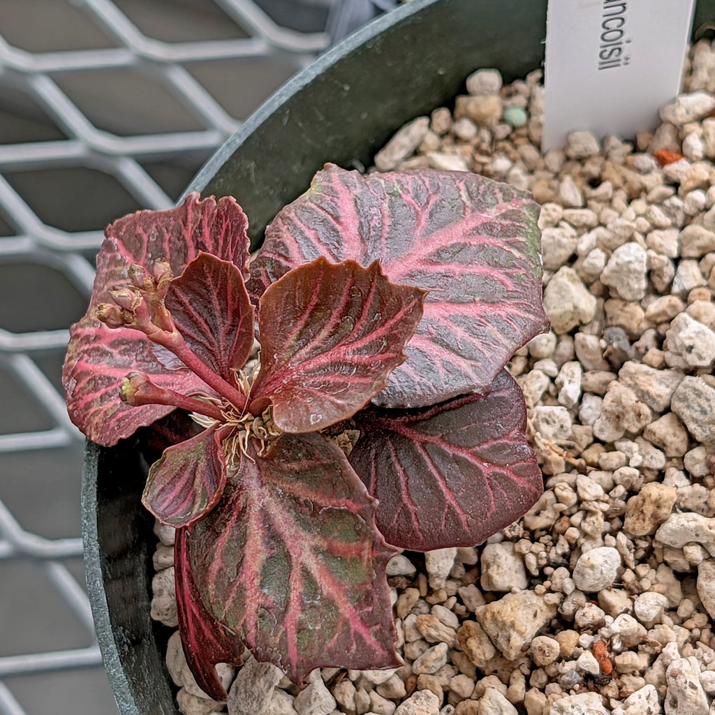 Euphorbia francoisii #1