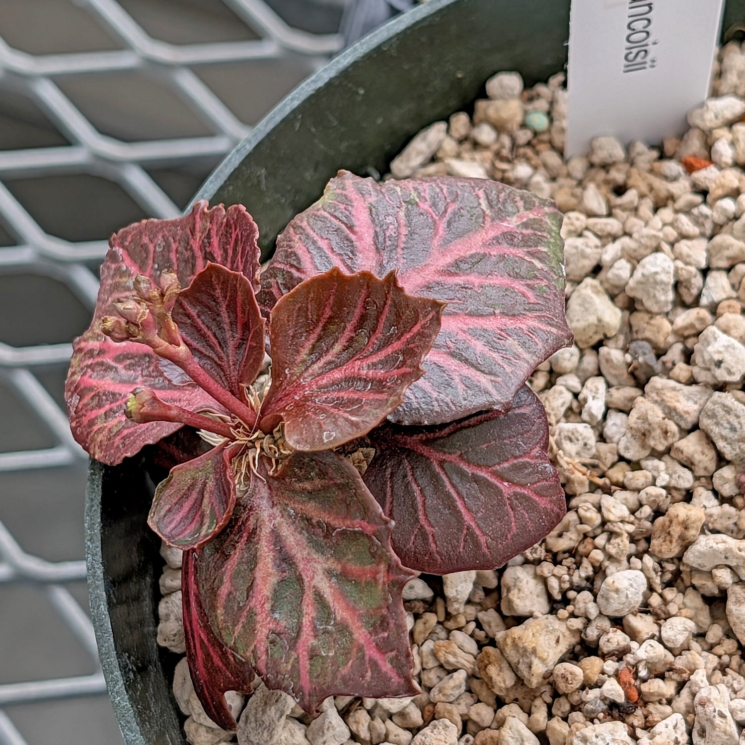 Euphorbia francoisii #1