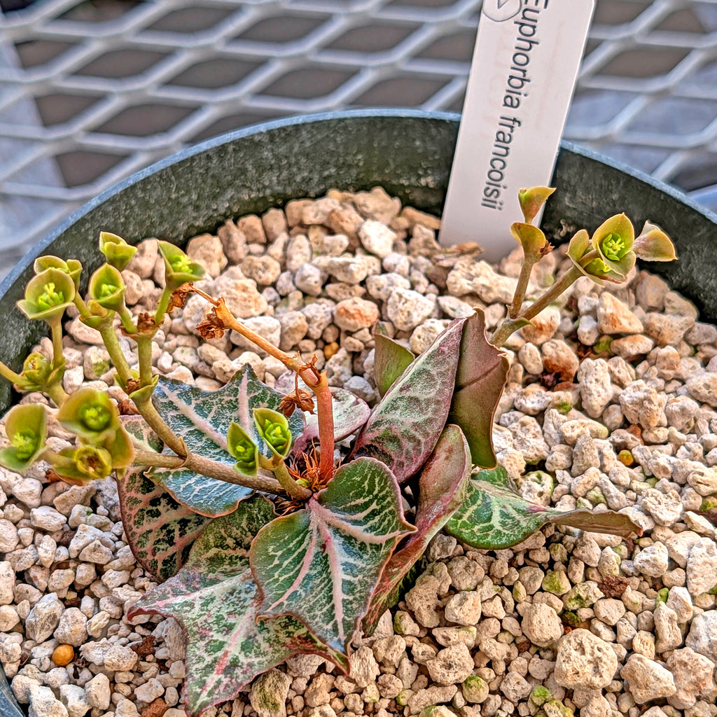 Euphorbia francoisii #1