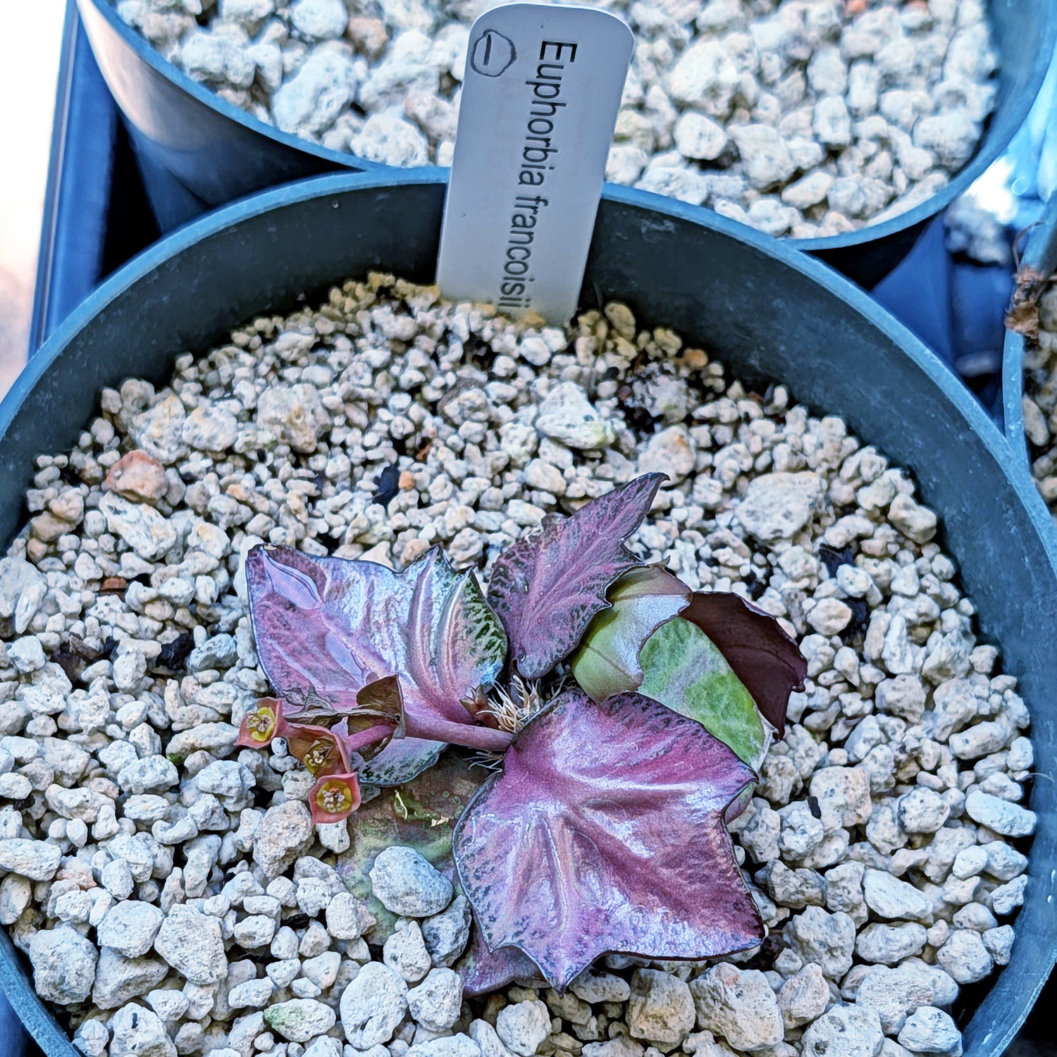 Euphorbia francoisii #1