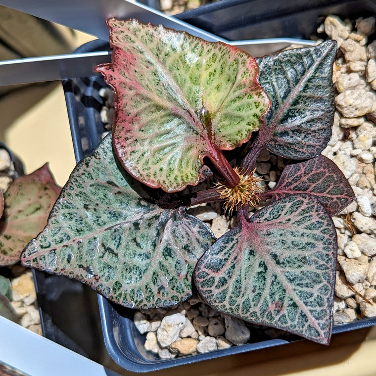 Euphorbia francoisii #1