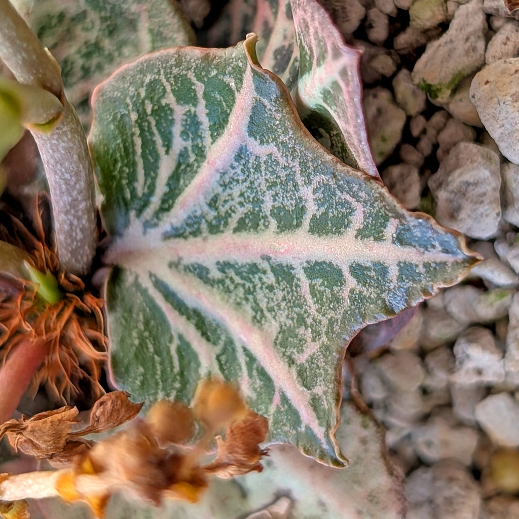 Euphorbia francoisii #1