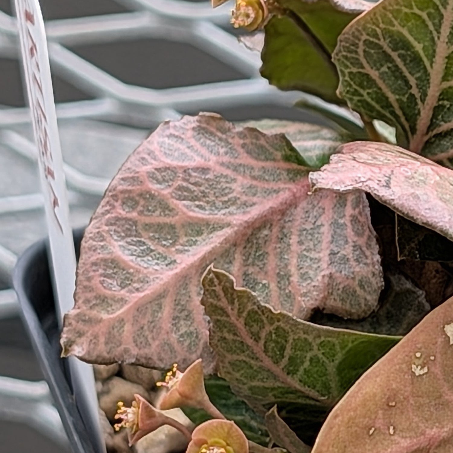 Euphorbia francoisii #10