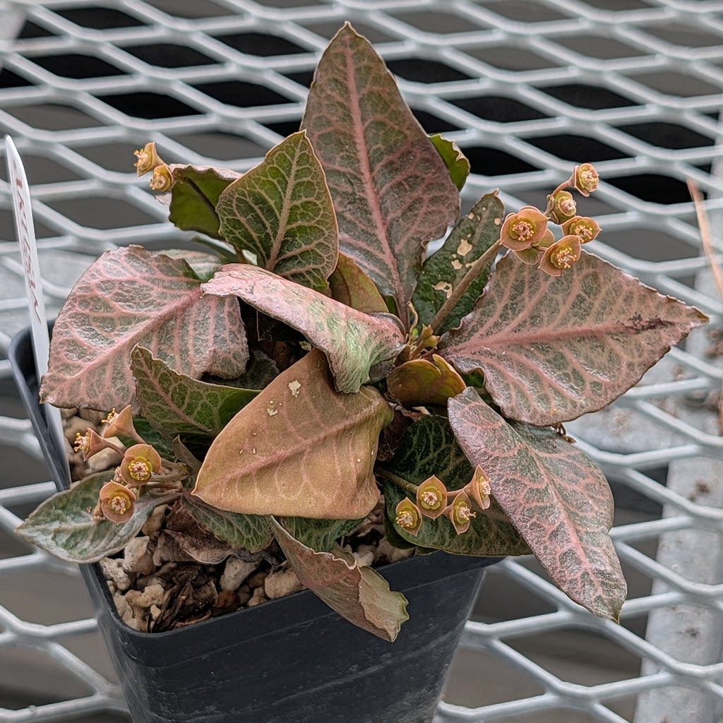Euphorbia francoisii #10