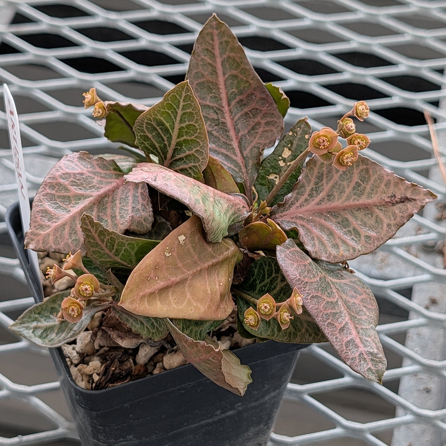 Euphorbia francoisii #10