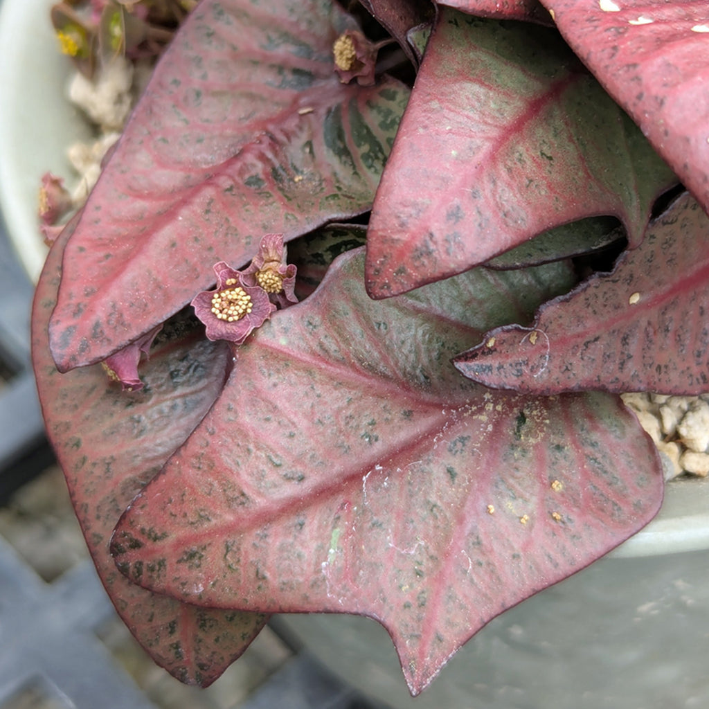Euphorbia francoisii #10