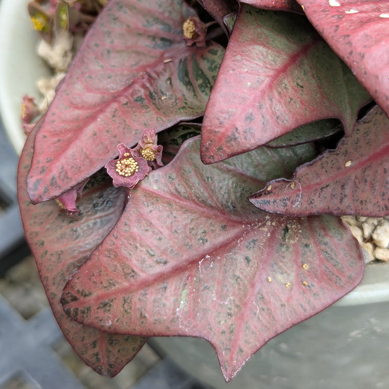 Euphorbia francoisii #10