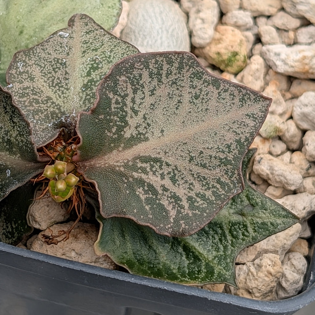 Euphorbia francoisii #10
