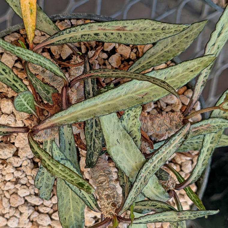 Euphorbia francoisii #10