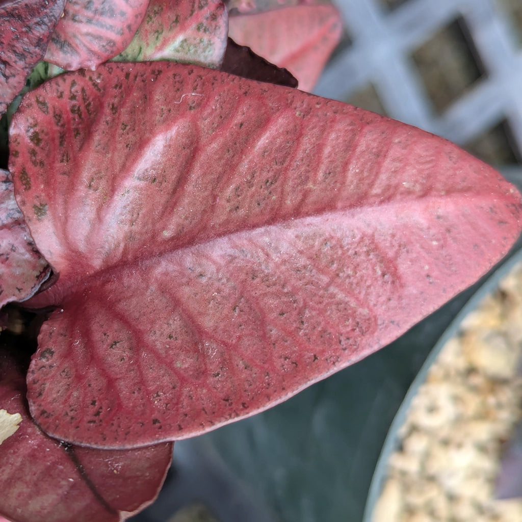Euphorbia francoisii #10