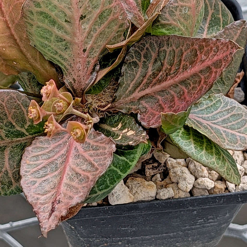 Euphorbia francoisii #10