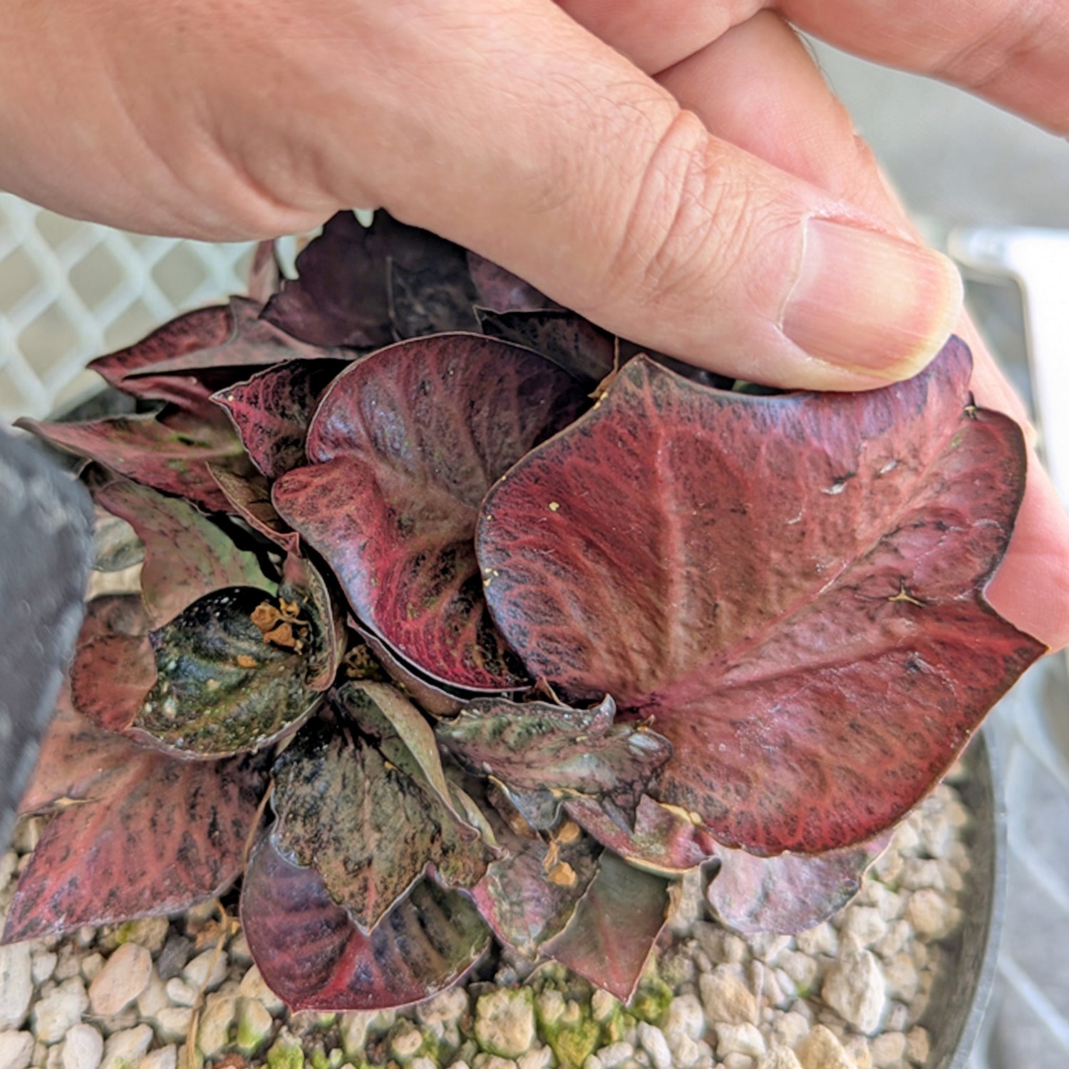 Euphorbia francoisii #10