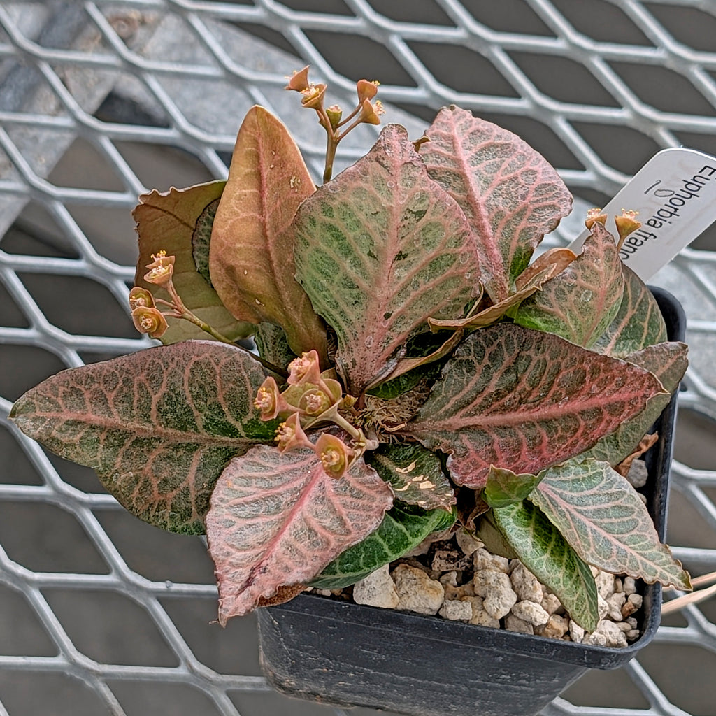 Euphorbia francoisii #10