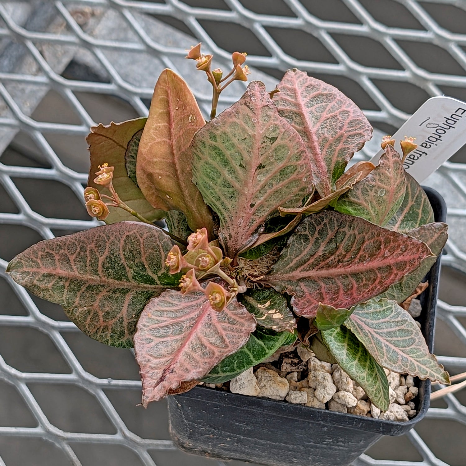 Euphorbia francoisii #10