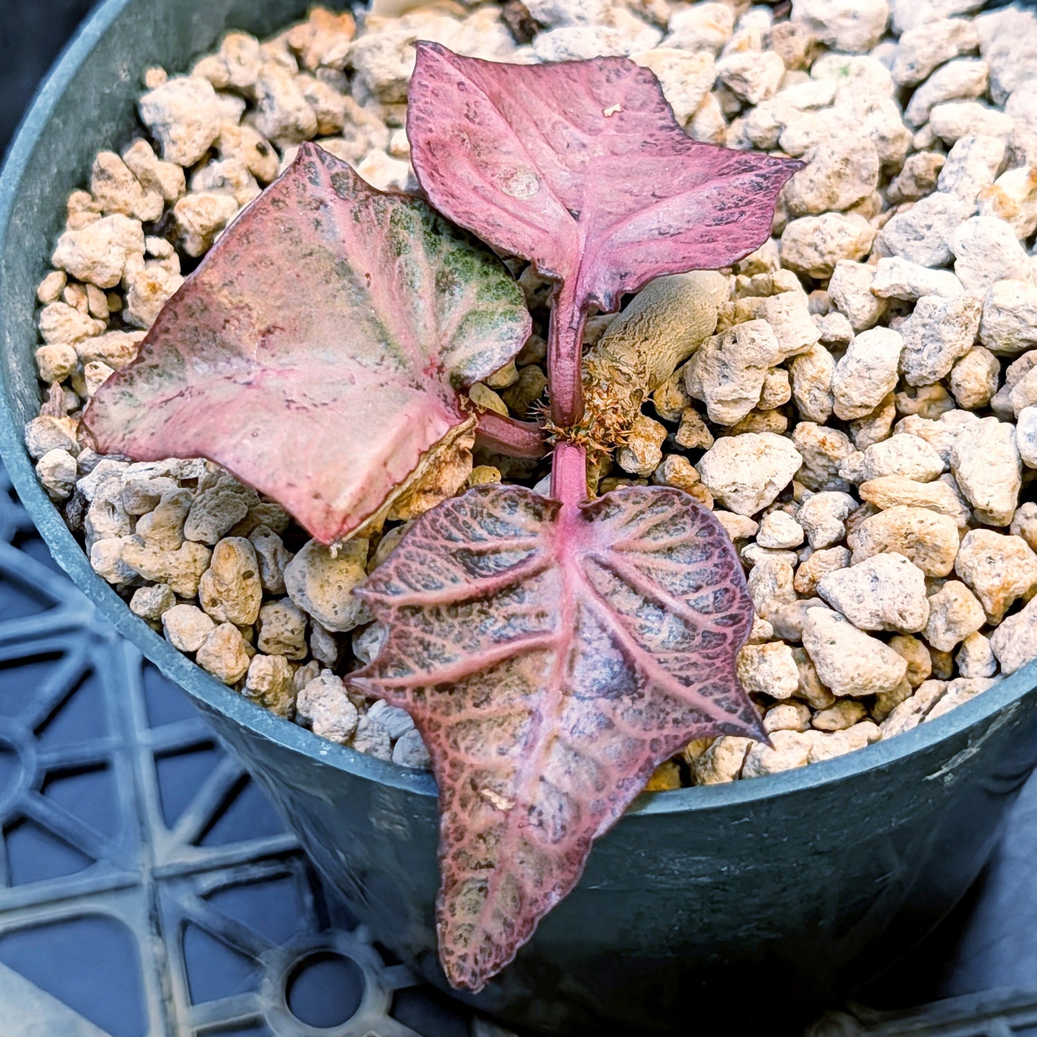 Euphorbia francoisii #10