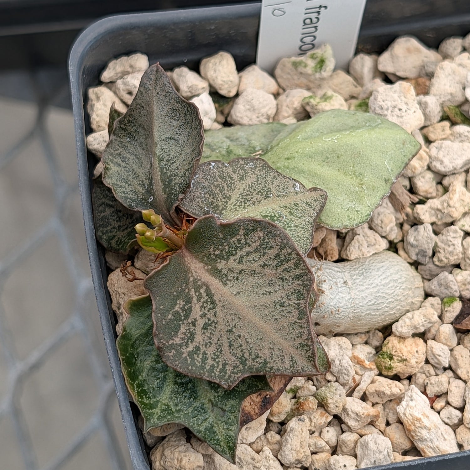 Euphorbia francoisii #10