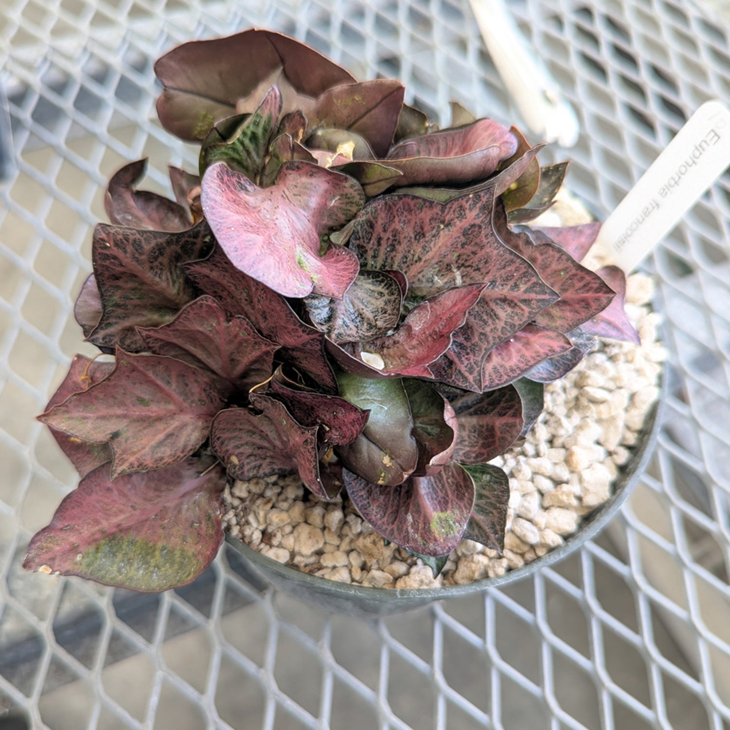 Euphorbia francoisii #10