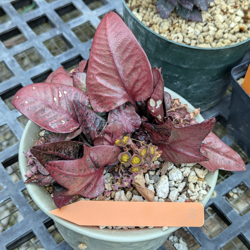 Euphorbia francoisii #10
