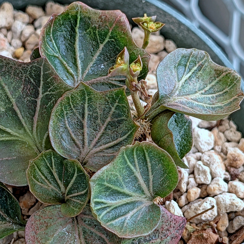 Euphorbia francoisii #11