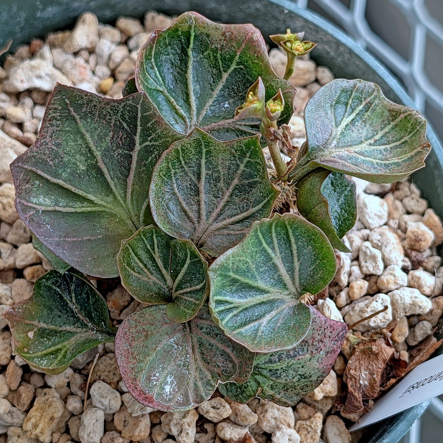 Euphorbia francoisii #11