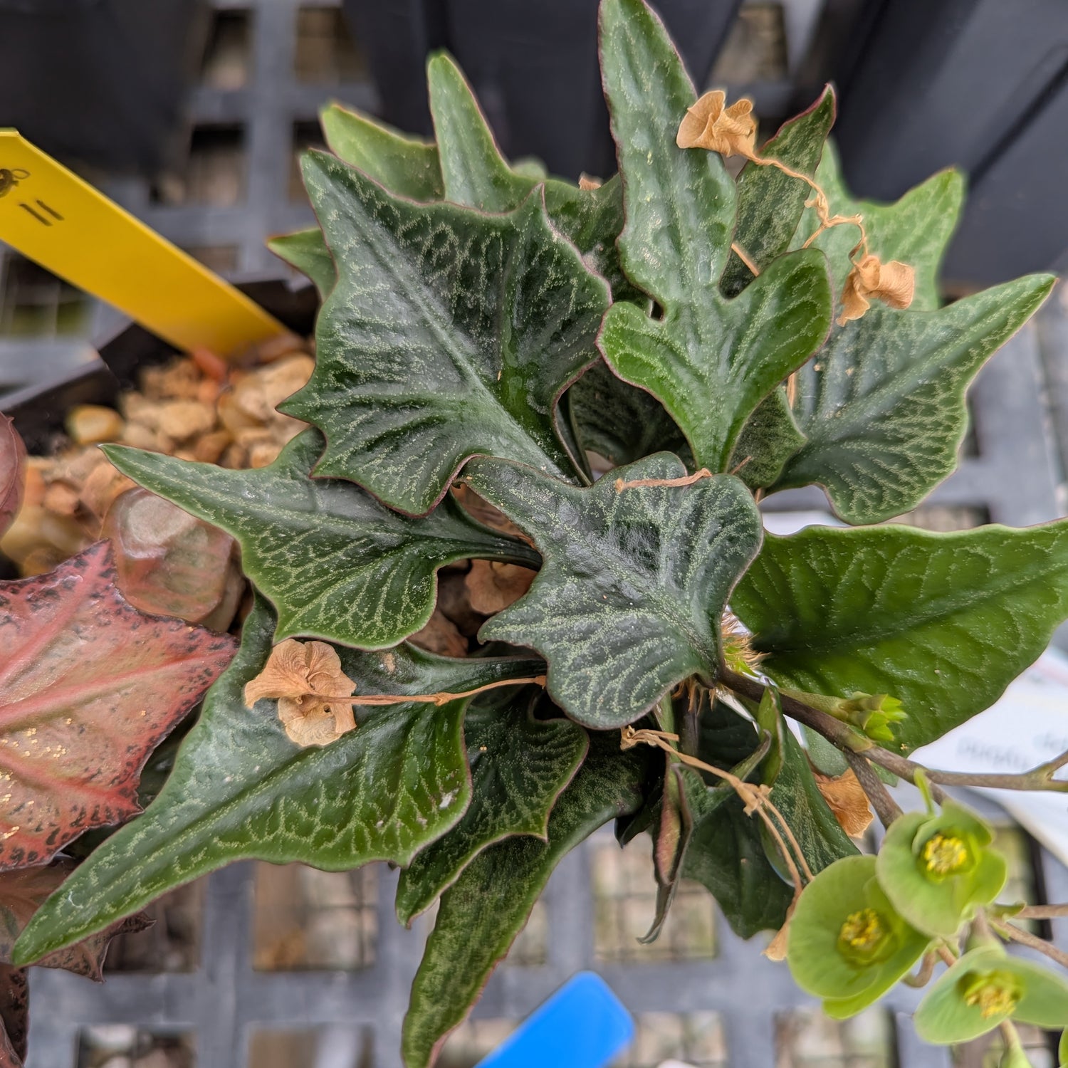 Euphorbia francoisii #11 - 2 plants