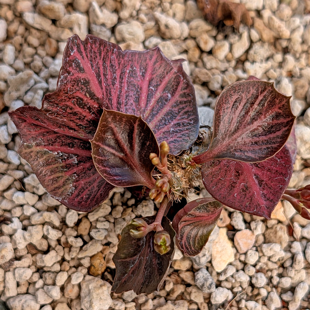 Euphorbia francoisii #12