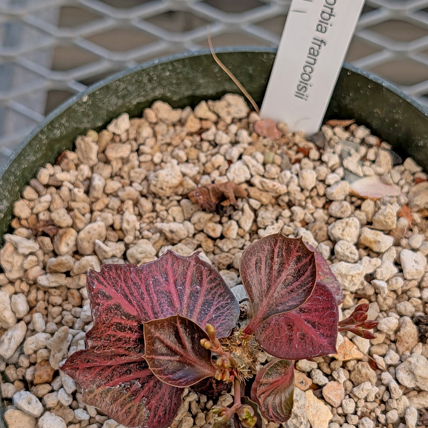 Euphorbia francoisii #12