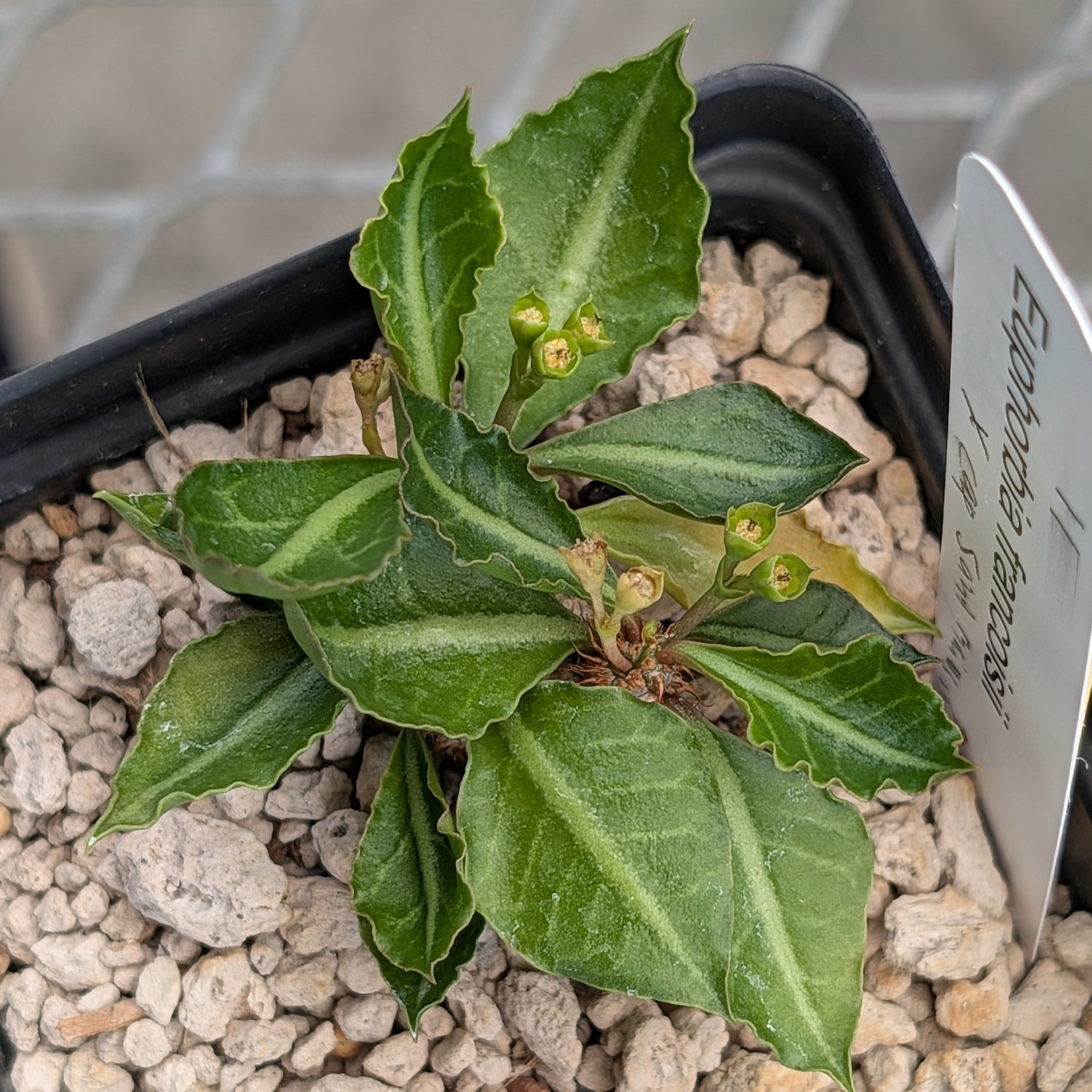 Euphorbia francoisii x cap-saintemariensis  #11