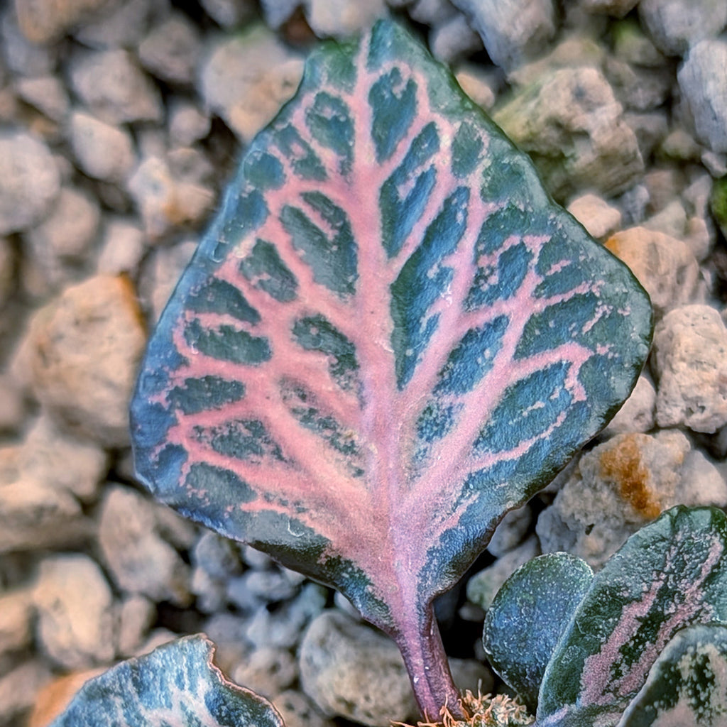 Euphorbia francoisii #11