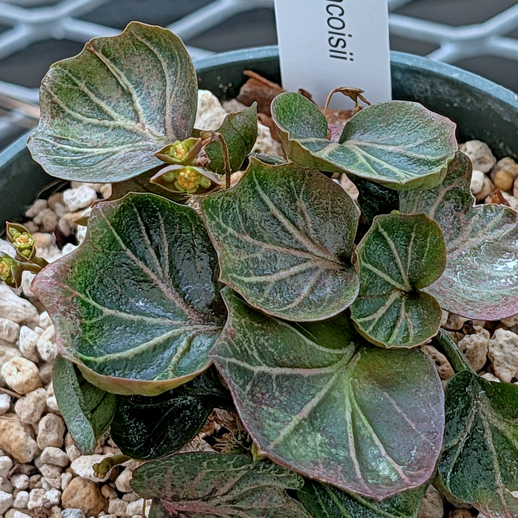 Euphorbia francoisii #11