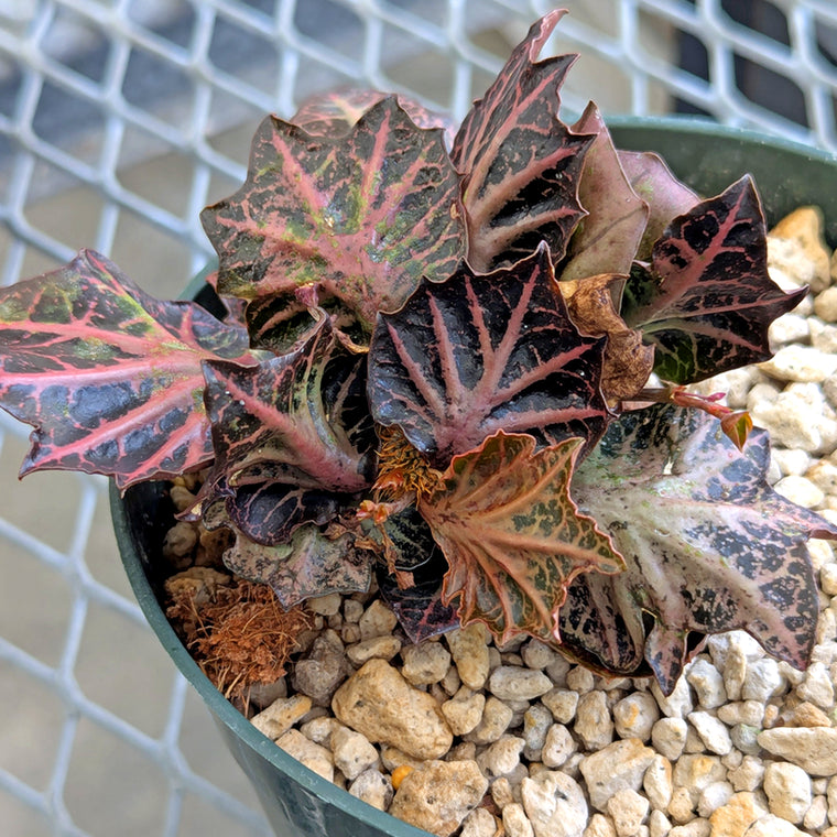 Euphorbia francoisii #11