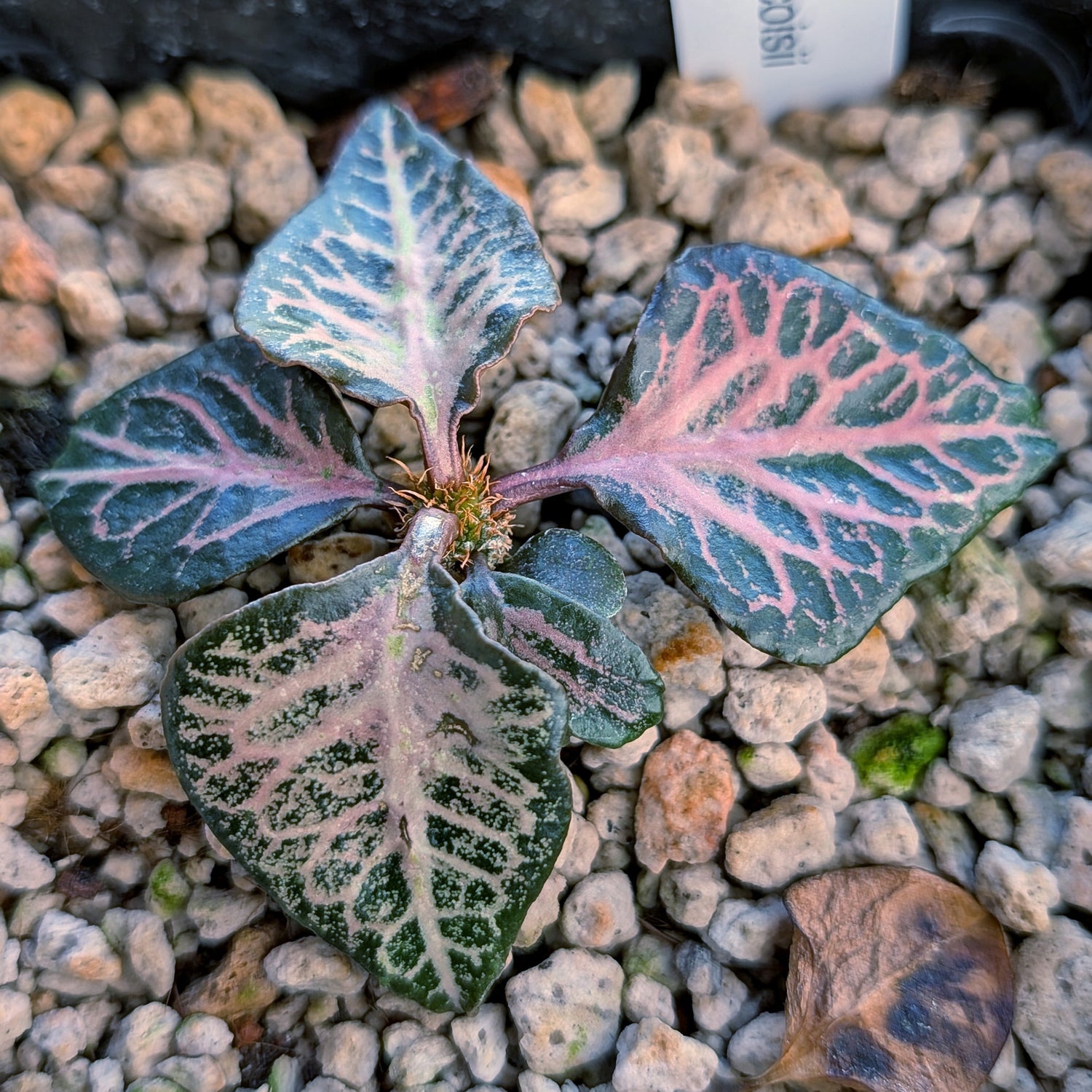 Euphorbia francoisii #11