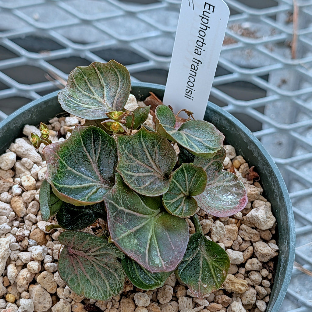Euphorbia francoisii #11