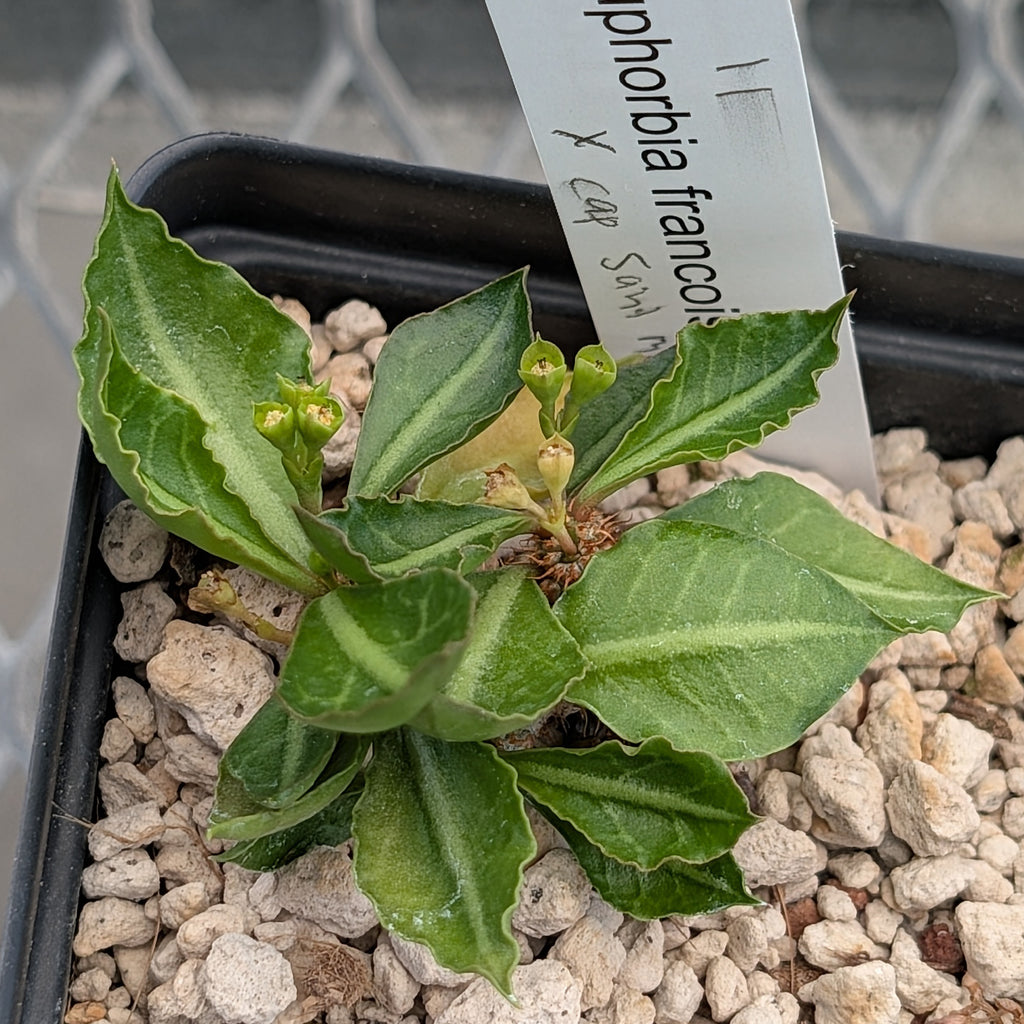 Euphorbia francoisii x cap-saintemariensis  #11