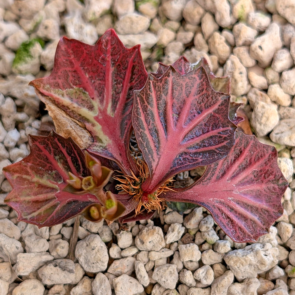 Euphorbia francoisii #12