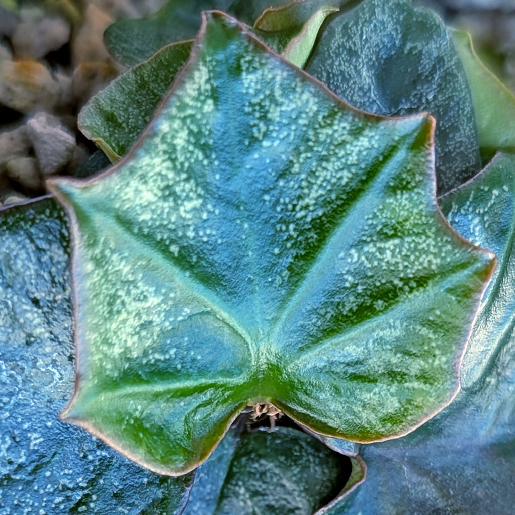 Euphorbia francoisii #12