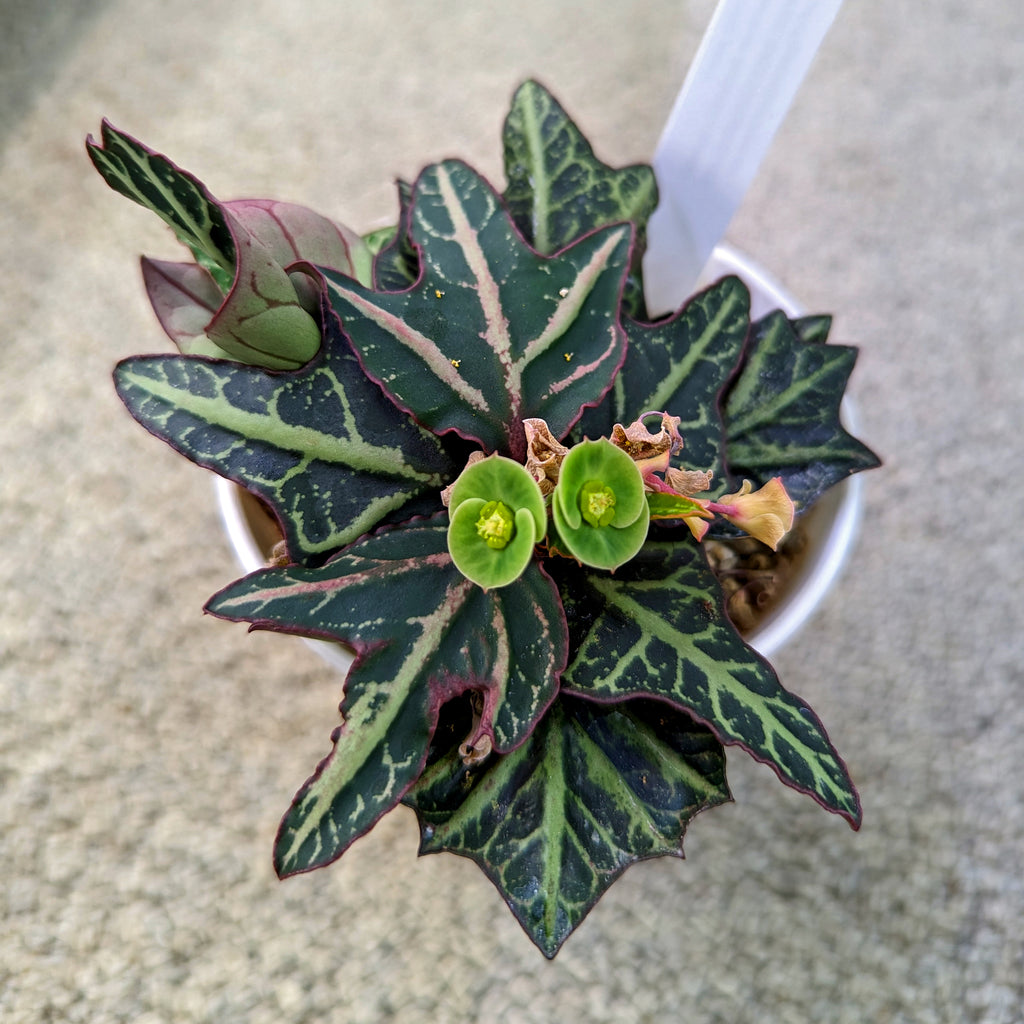 Euphorbia francoisii #12 SOLD OUT