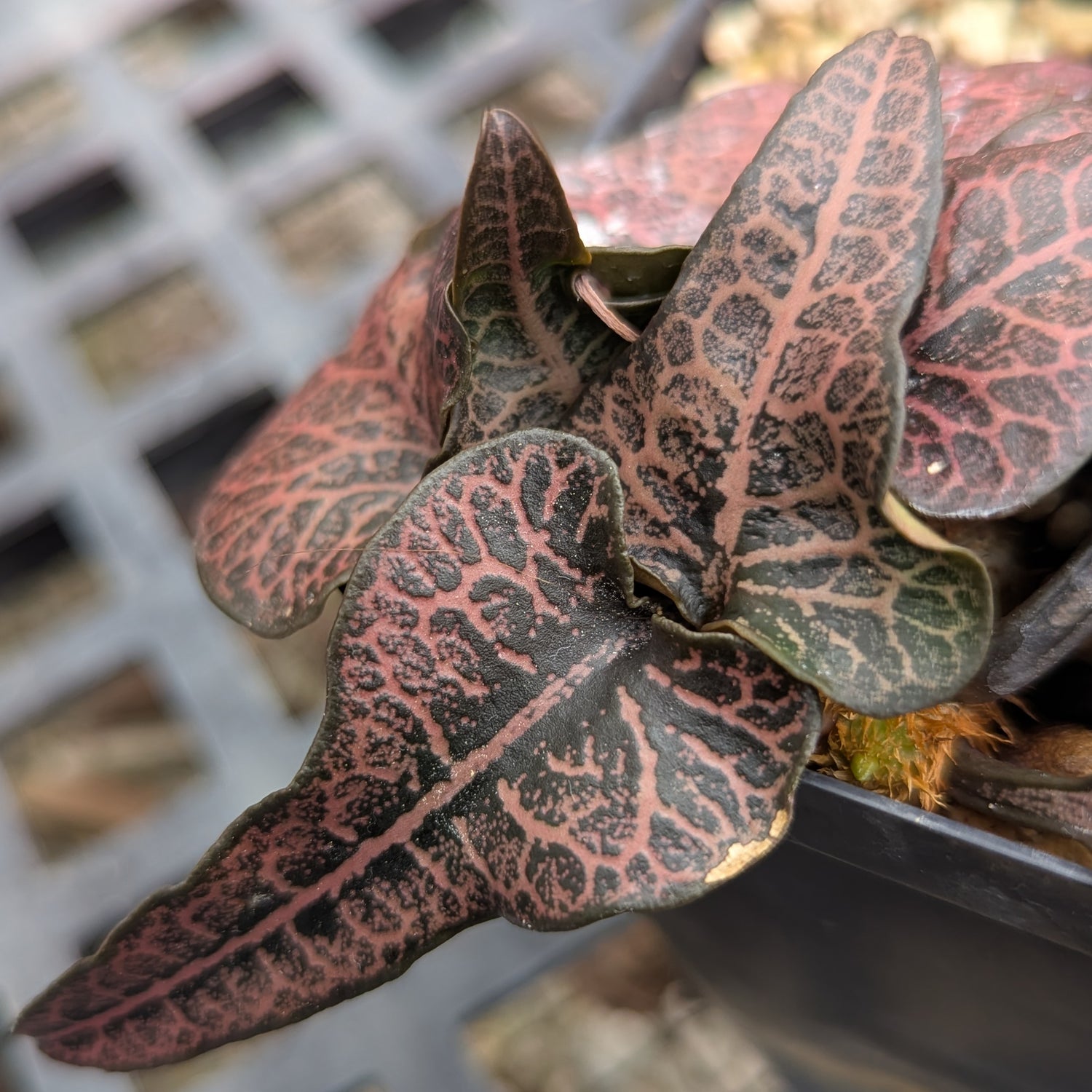 Euphorbia francoisii #12