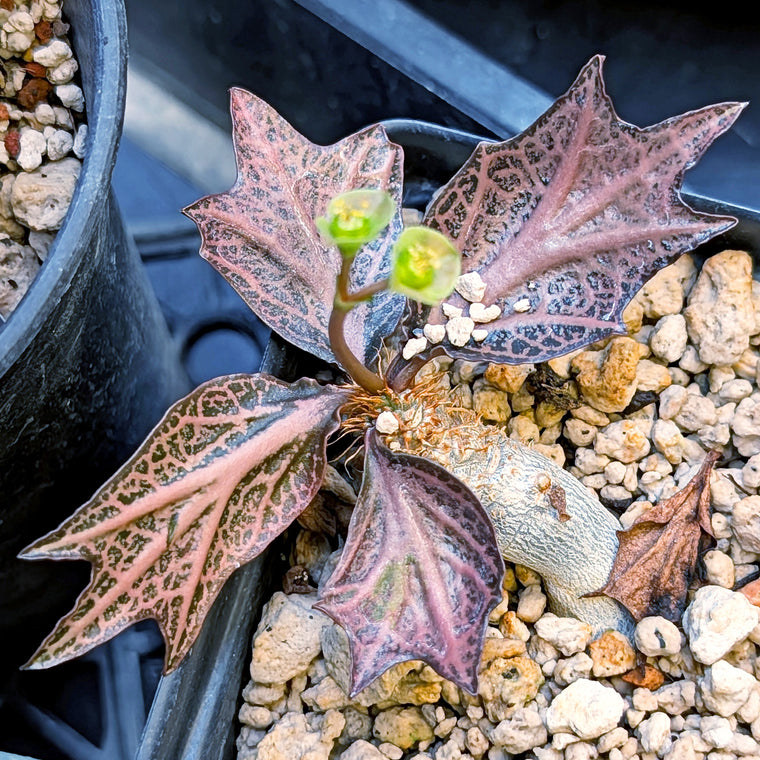Euphorbia francoisii #12