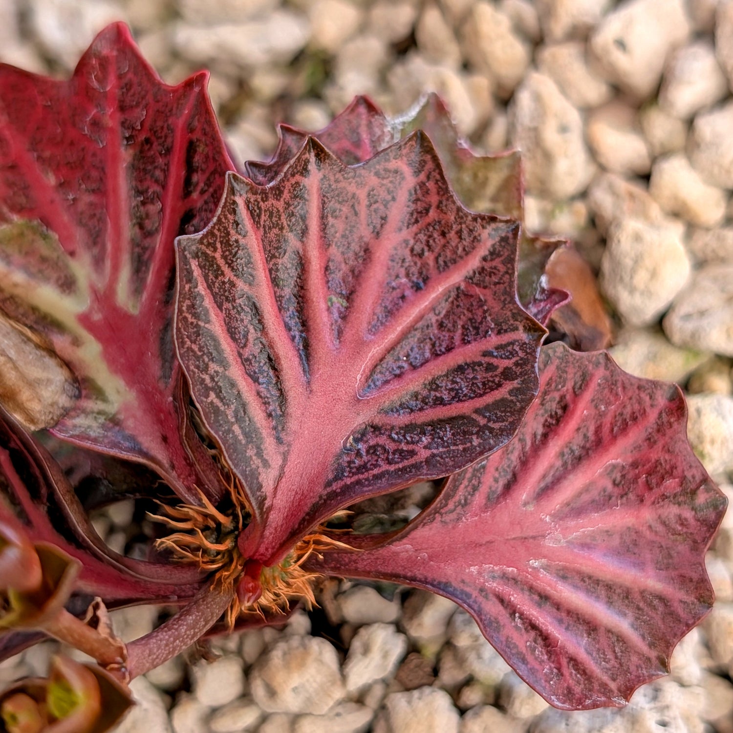 Euphorbia francoisii #12