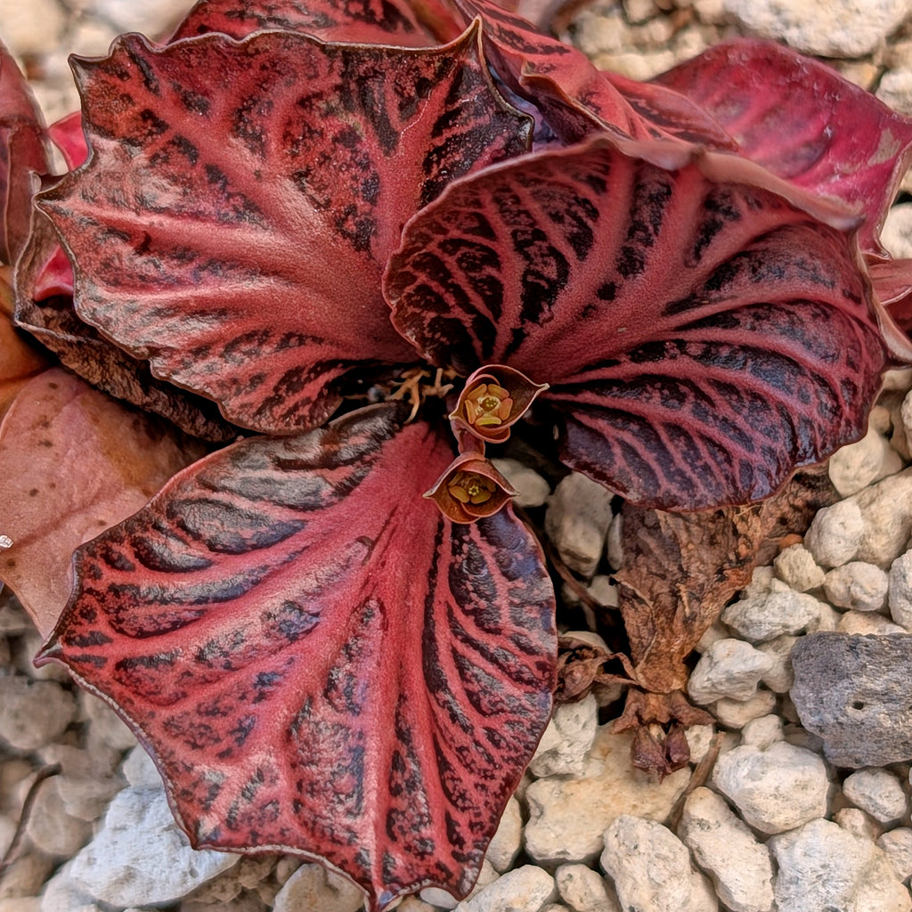 Euphorbia francoisii #12-2